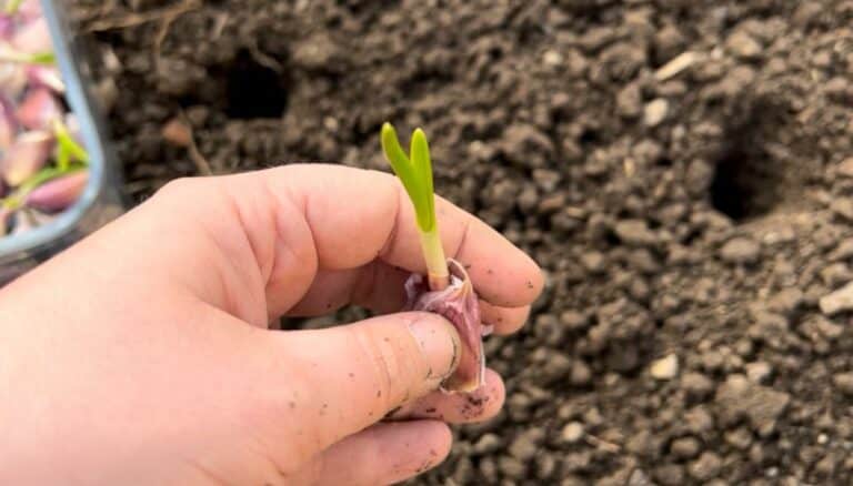 Can You Plant Sprouted Garlic? We Put It to the Test