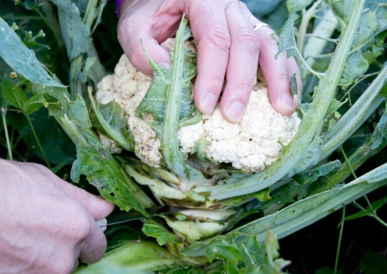 Does Cauliflower Regrow After You Cut It? Harvesting Tips