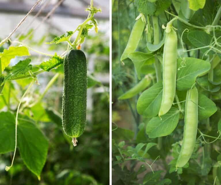Can You Grow Cucumbers and Peas Together? A Concise Guide
