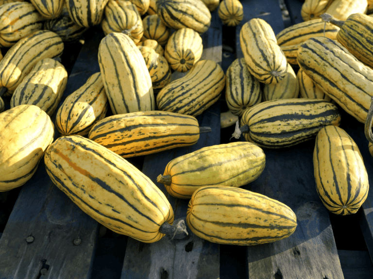 The Top 10 Squash Varieties With The Highest Yields
