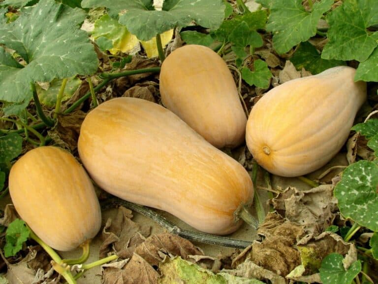 When to Harvest Butternut Squash: A Step-by-Step Guide