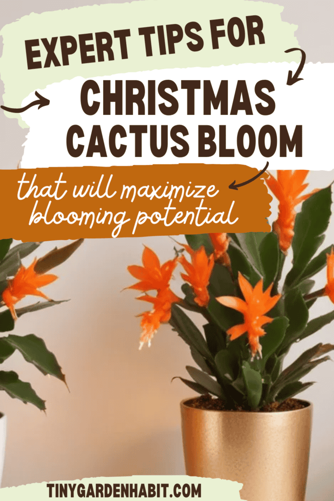 Do These 7 Things To Get Your Christmas Cactus Flowering!