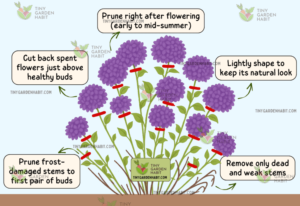 Prune Hydrangea When and How to Prune Hydrangeas? The Plant Will Explode with Flowers!