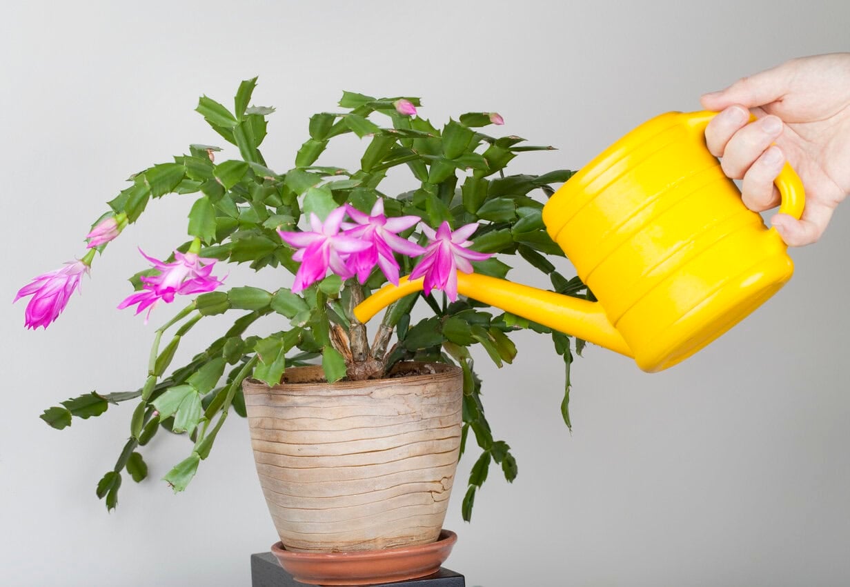 Watering Schlumberga (Christmas cactus)