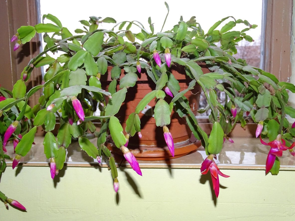 Christmas Cactus