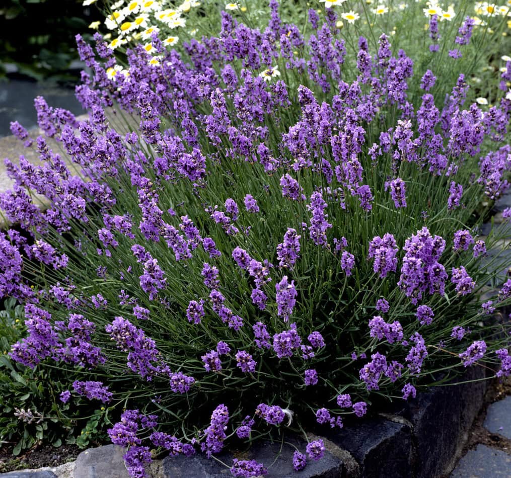Propagate Lavender