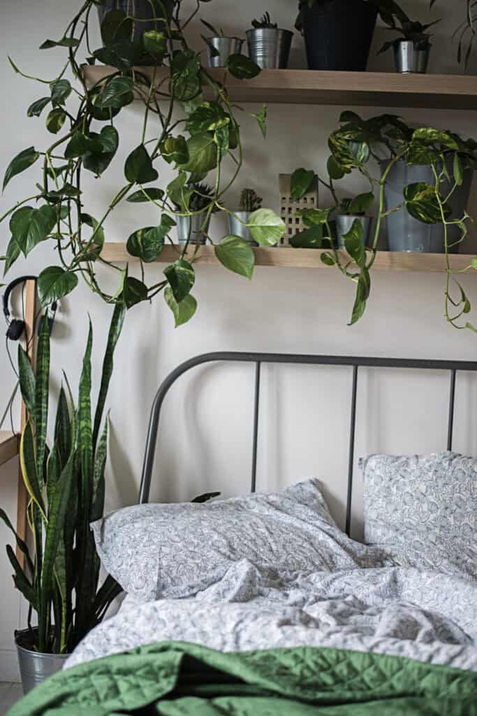 7 Best Indoor Plants For Low Light Bedrooms