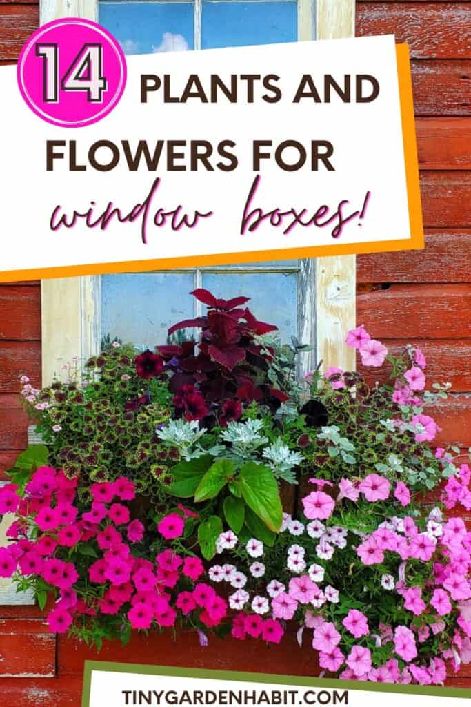14 Best Plants and Flowers for Window Boxes