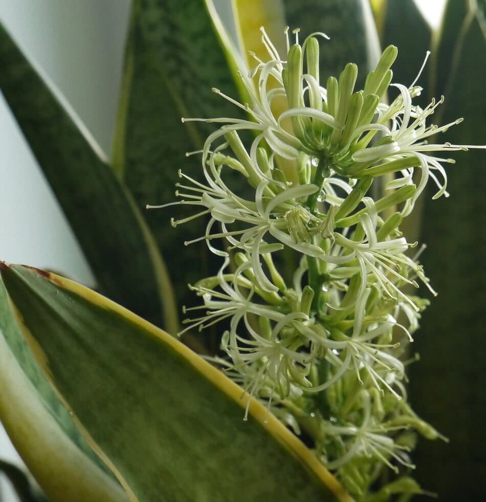 sansevieria flower