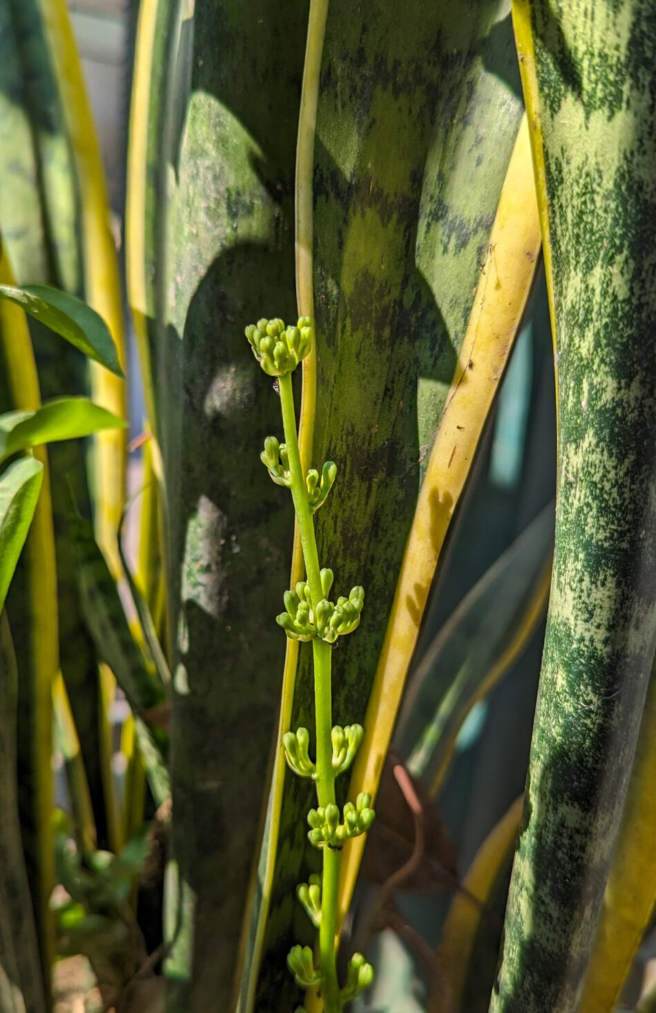 Sansevieria flower