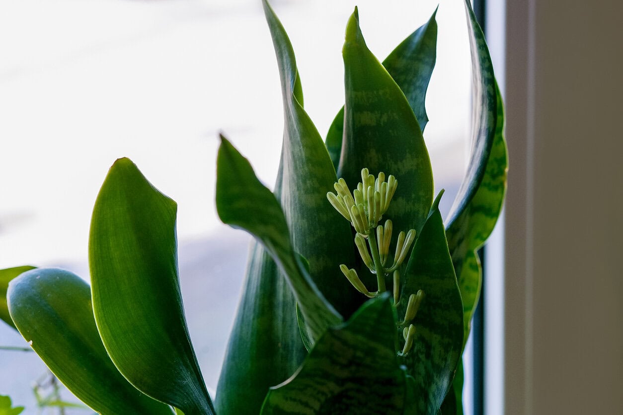 sansevieria