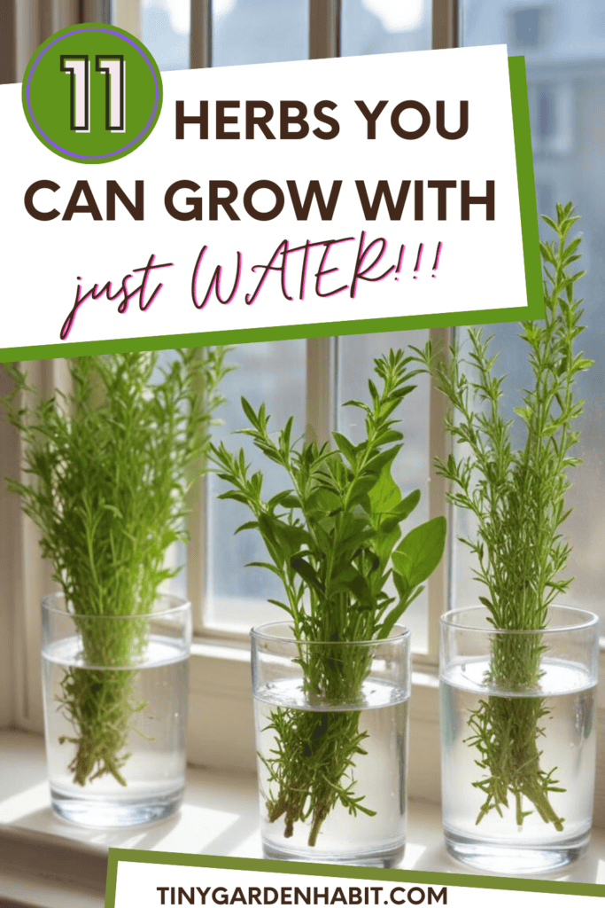 11 Herbs You Can Grow With Just Water All Year Round