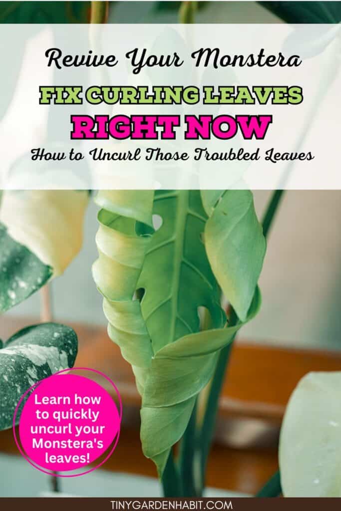Monstera Low Humidity Monstera’s Leaves Curling? Here’s How To Revive Them!