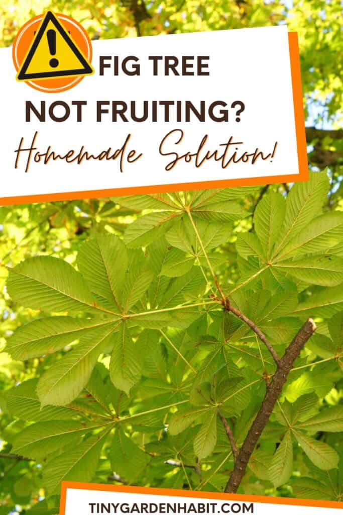 Why Is My Fig Tree NOT Fruiting? Homemade Fertilizer!