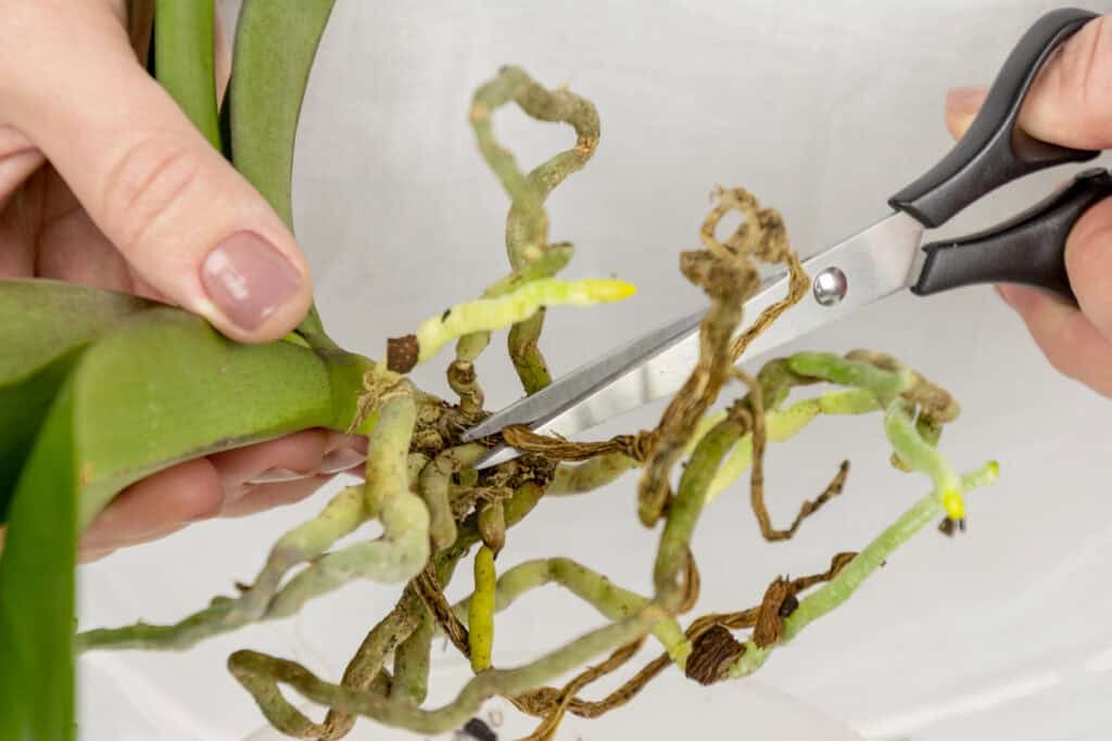 Orchid Small Roots Orchid Roots Out of Control? Why They’re Abandoning Their Pot (+ Solution)
