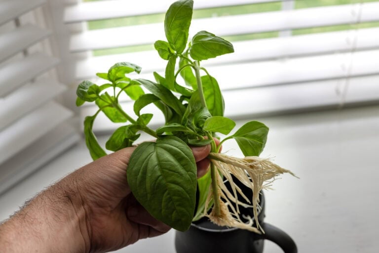 11 Herbs You Can Grow With Just Water All Year Round