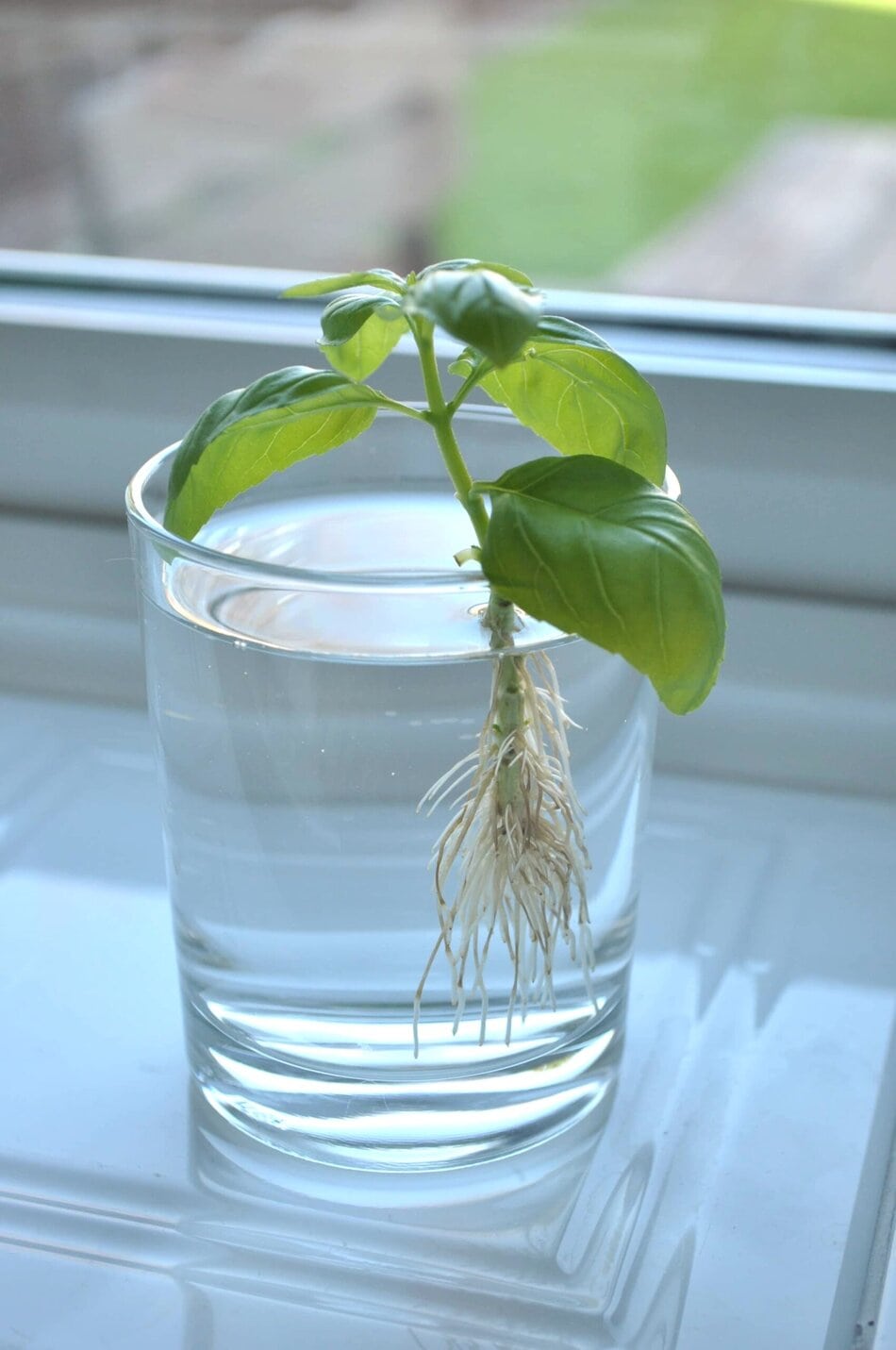 Basil rooting in water