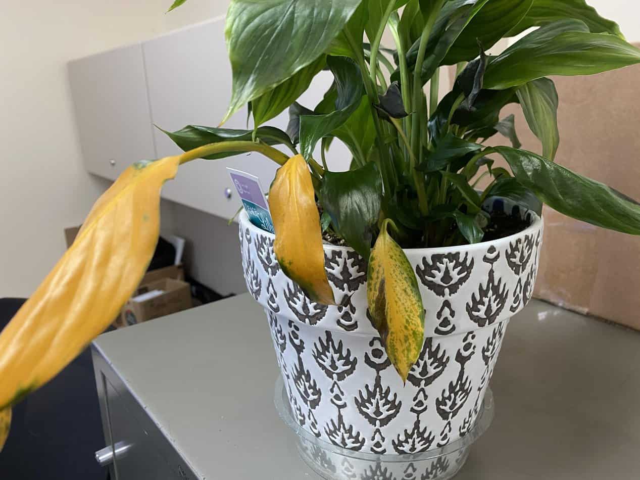 Peace Lily Yellow Leaves - Is It Dying? Here's How to Revive It!