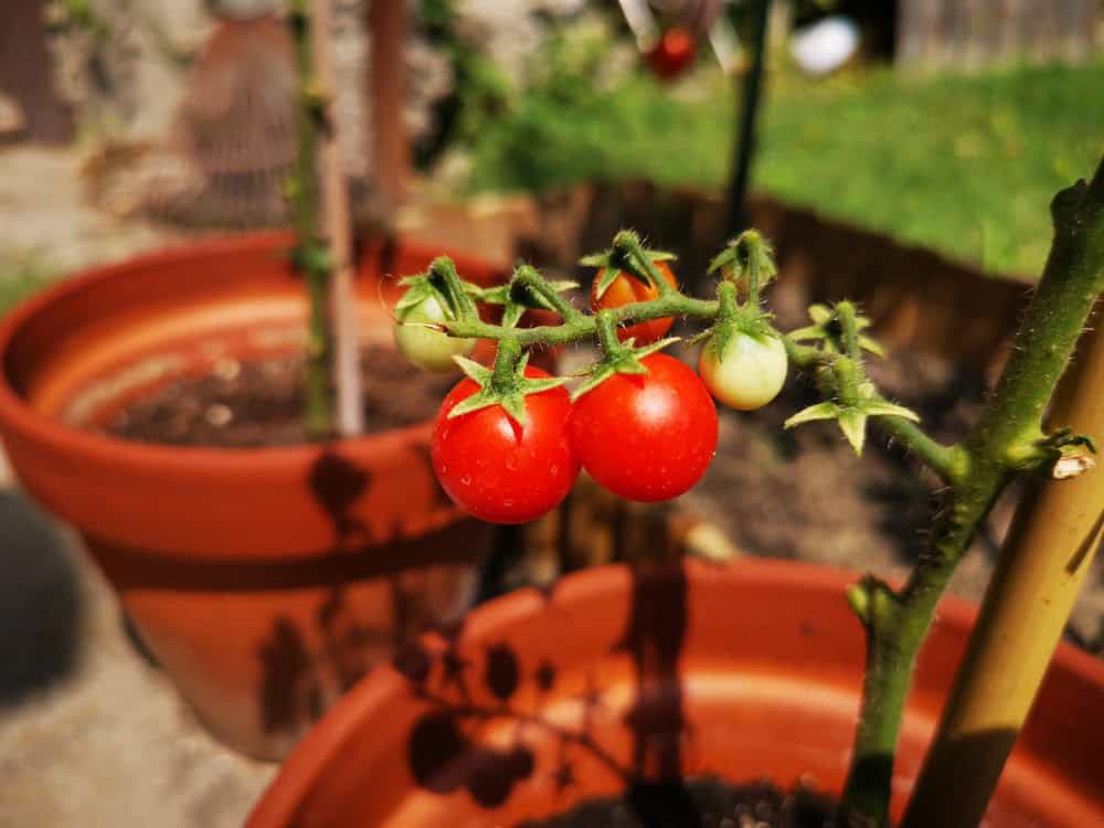 Tomaten