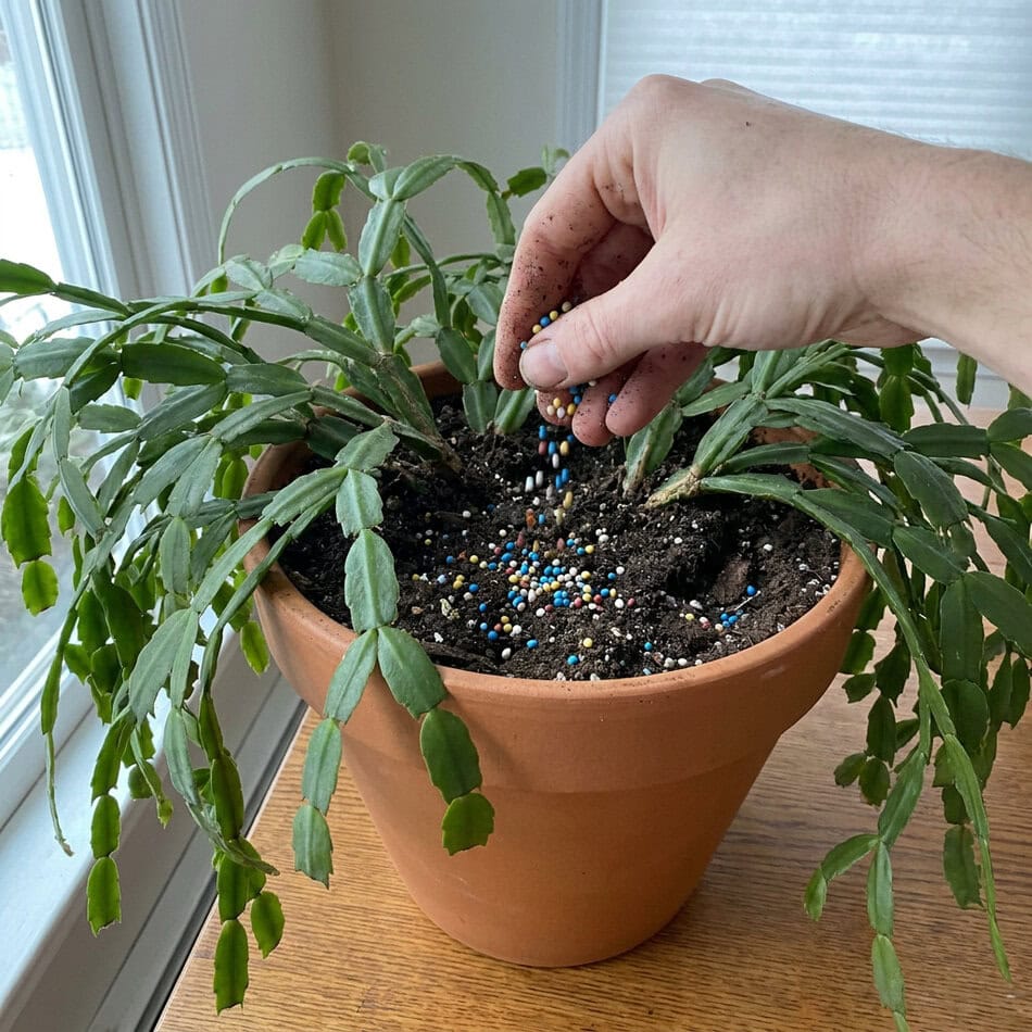 Fertilizing Thanksgiving Cactus