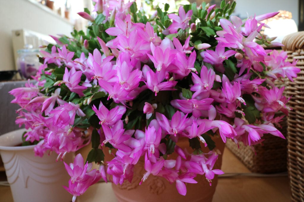 Thanksgiving Cactus