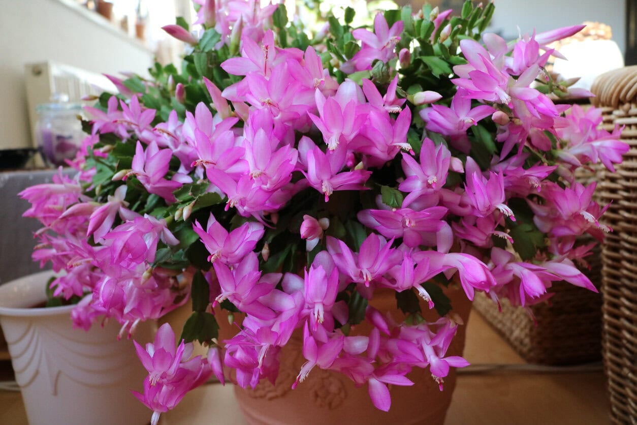 Thanksgiving Cactus