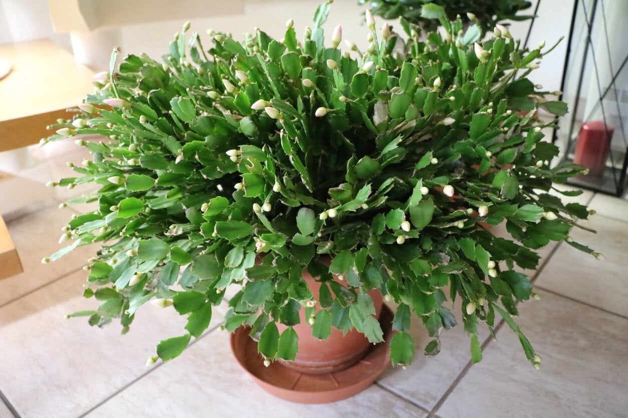 Thanksgiving cactus with buds