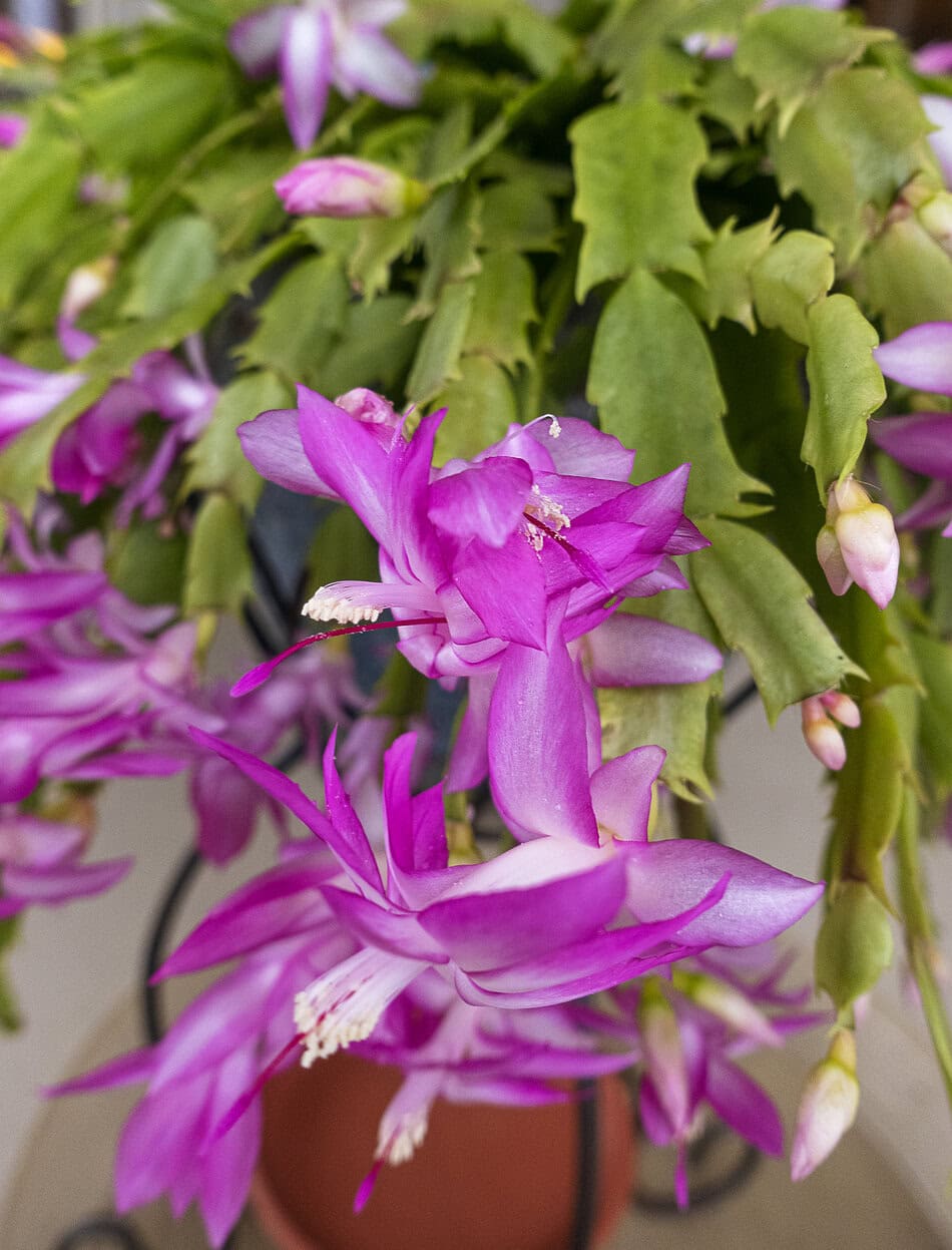 Thanksgiving cactus