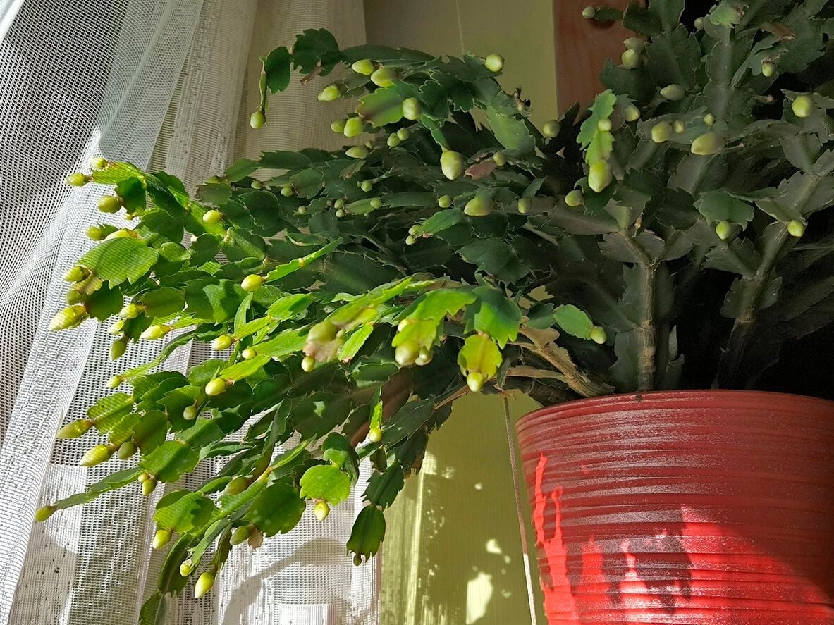 Thanksgiving cactus with buds