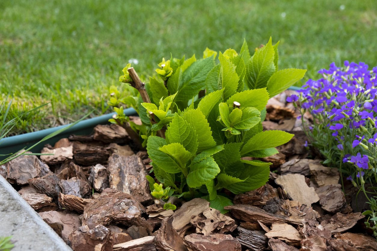 Young hydrangea macrophylla bush mulched