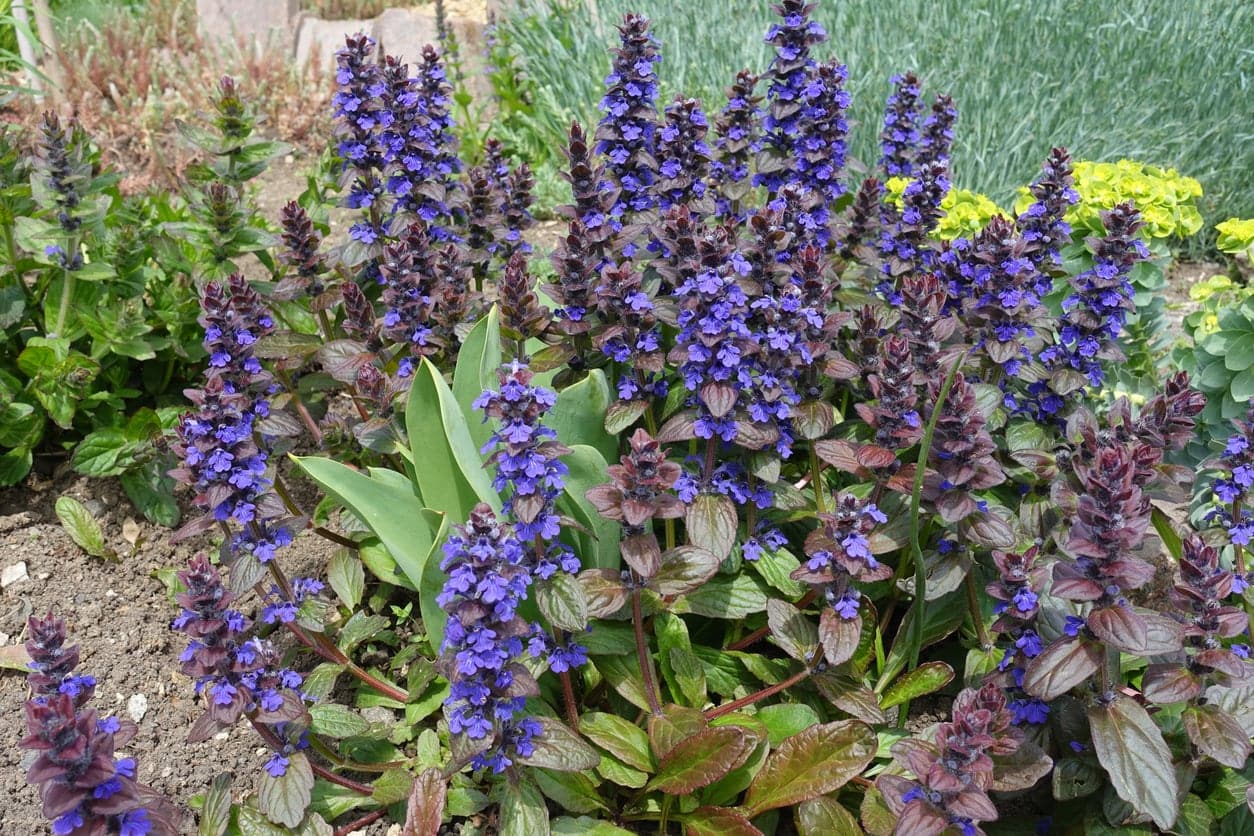 Ajuga reptans