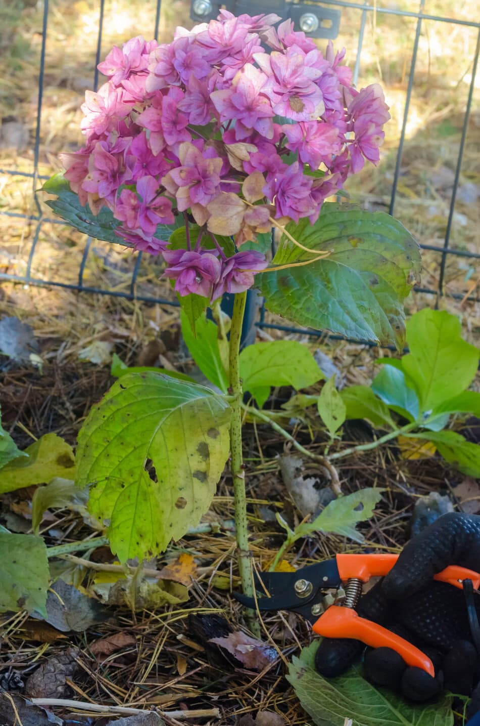Beschneiden des rosa Hortensienstrauchs