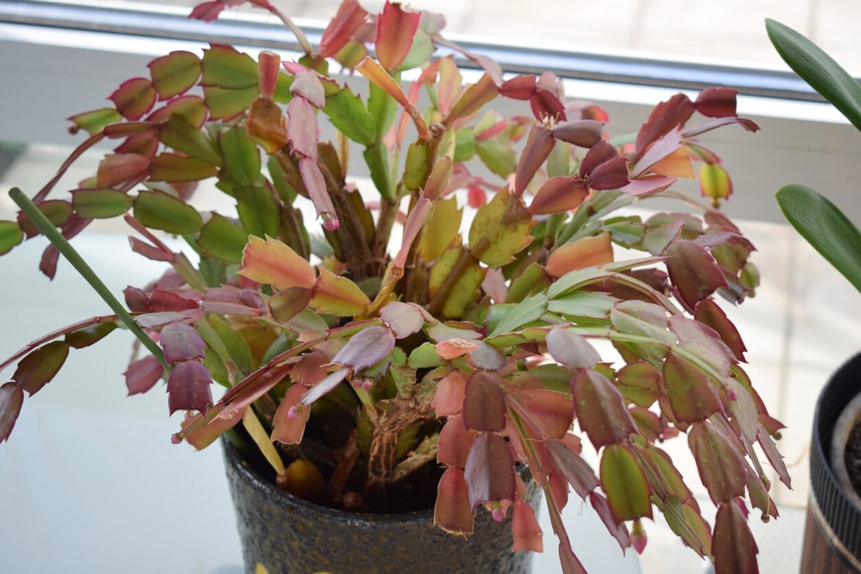 Thanksgiving cactus with purple stems