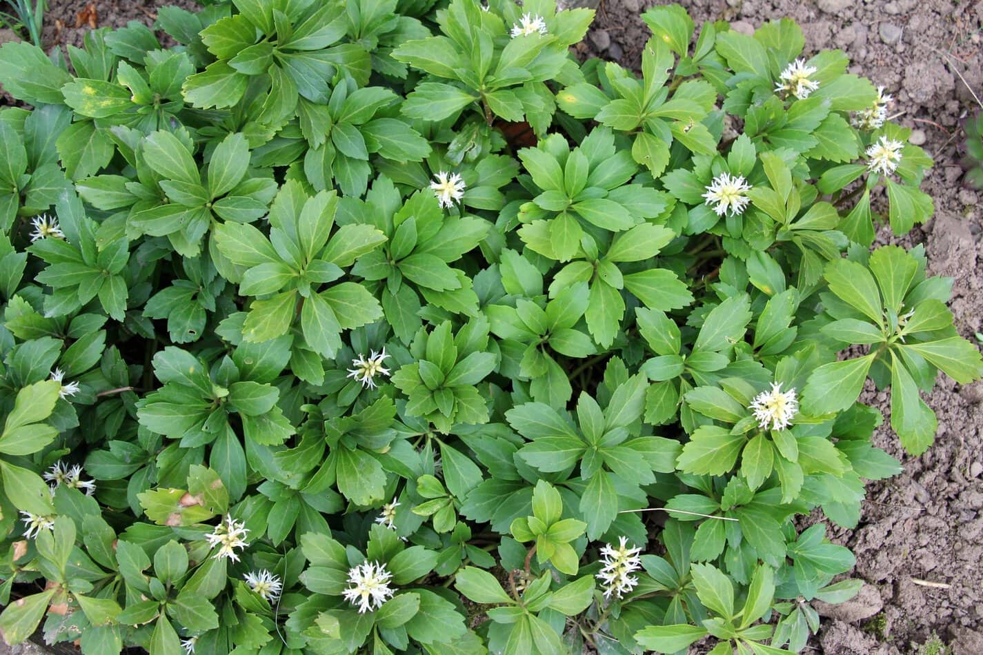 Japanese spurge (Pachysandra terminalis)