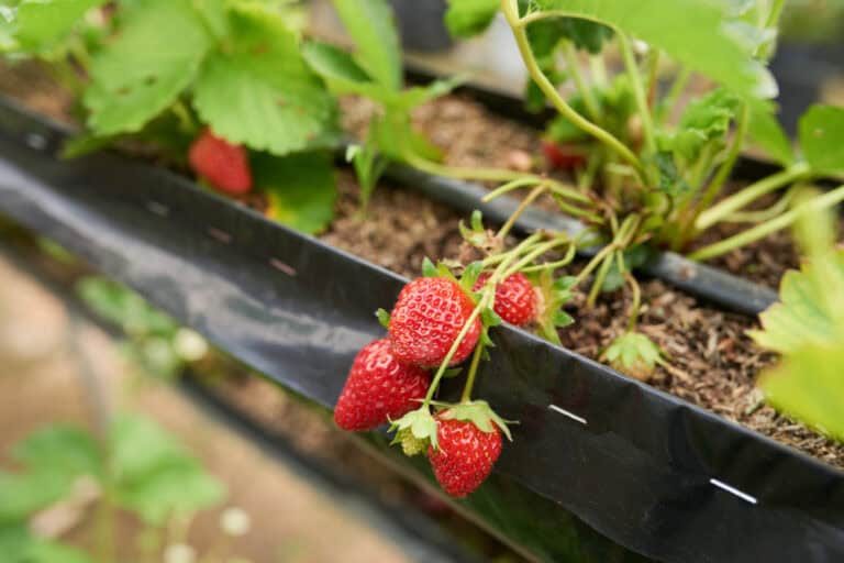 Growing Bigger Strawberries: 7 Tips For Juicy, Large Berries