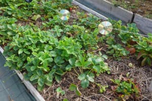12 Pro Tips For Growing Big, Juicy Strawberries At Home