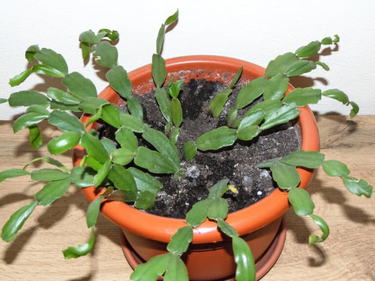 7 Reasons Your Christmas Cactus Won’t Bloom (And How to Fix Them)