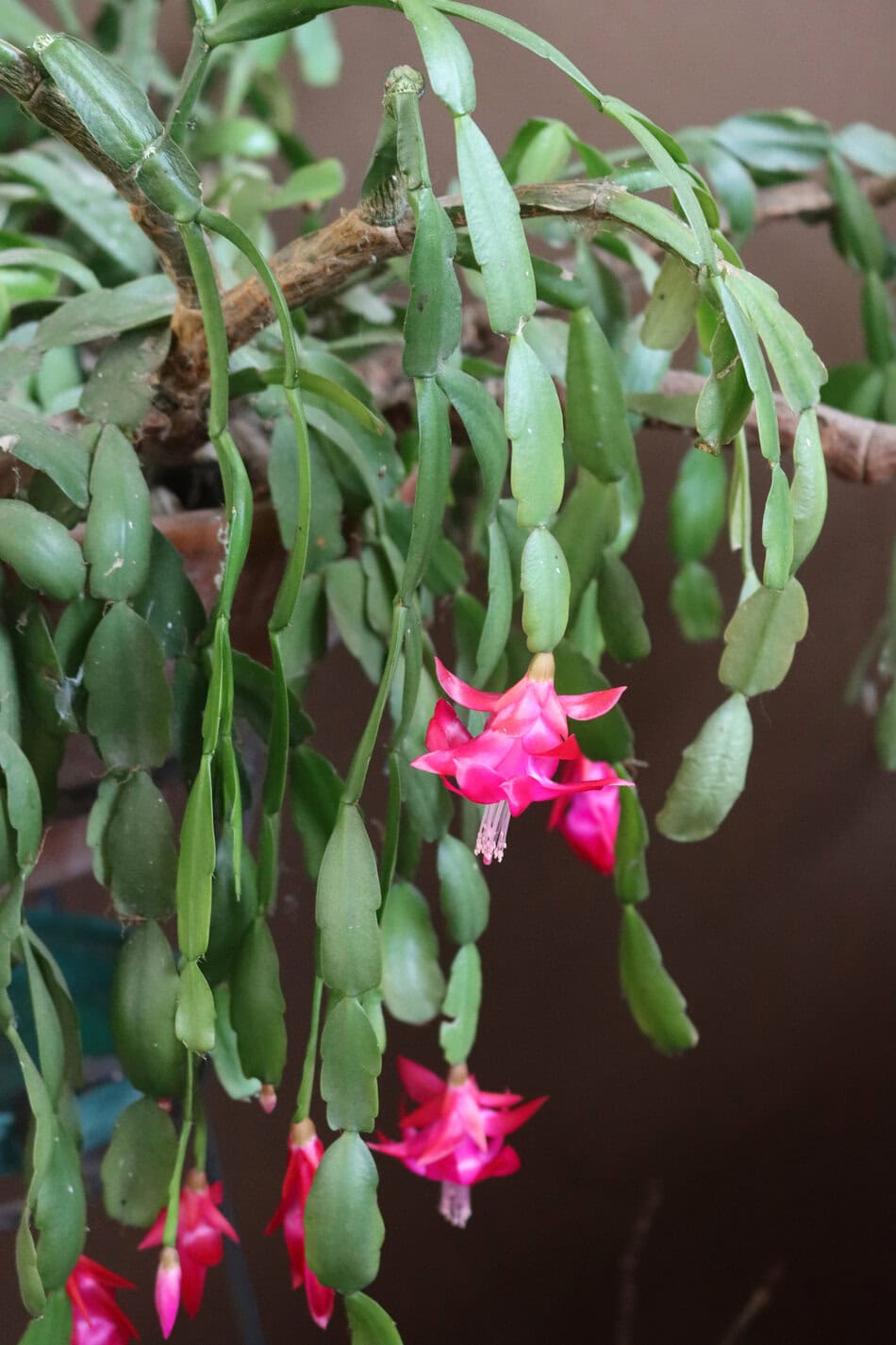 Christmas cactus