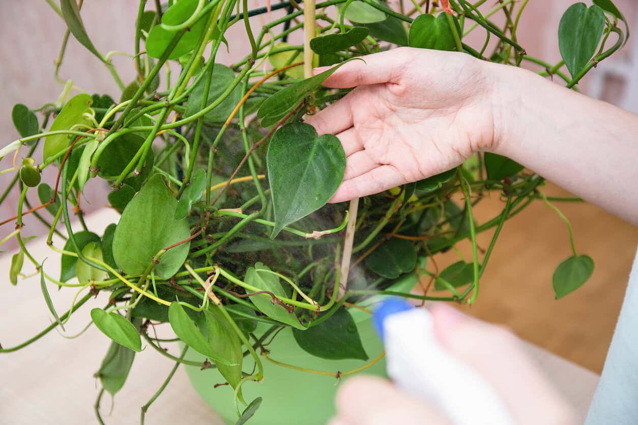 Cleaning plant leaves