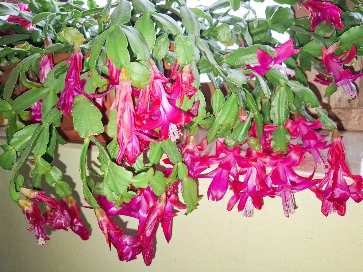 Christmas cactus
