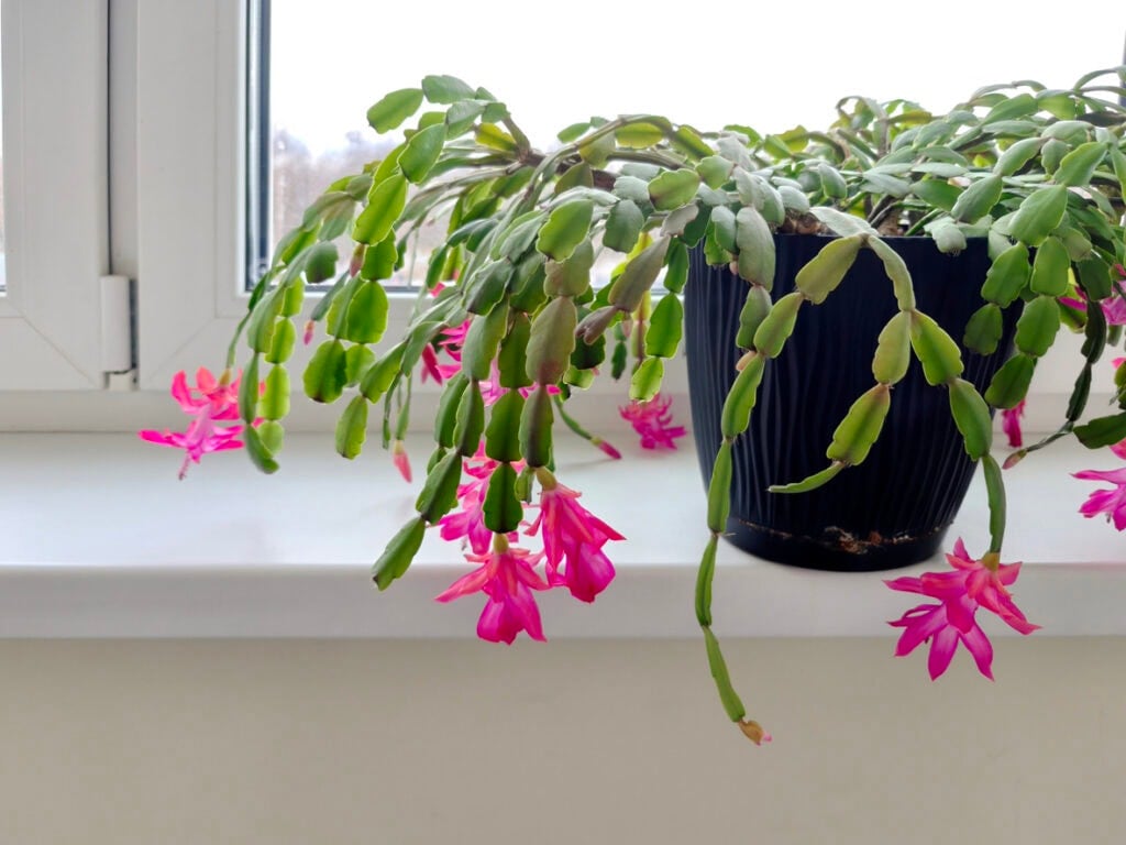 Christmas cactus