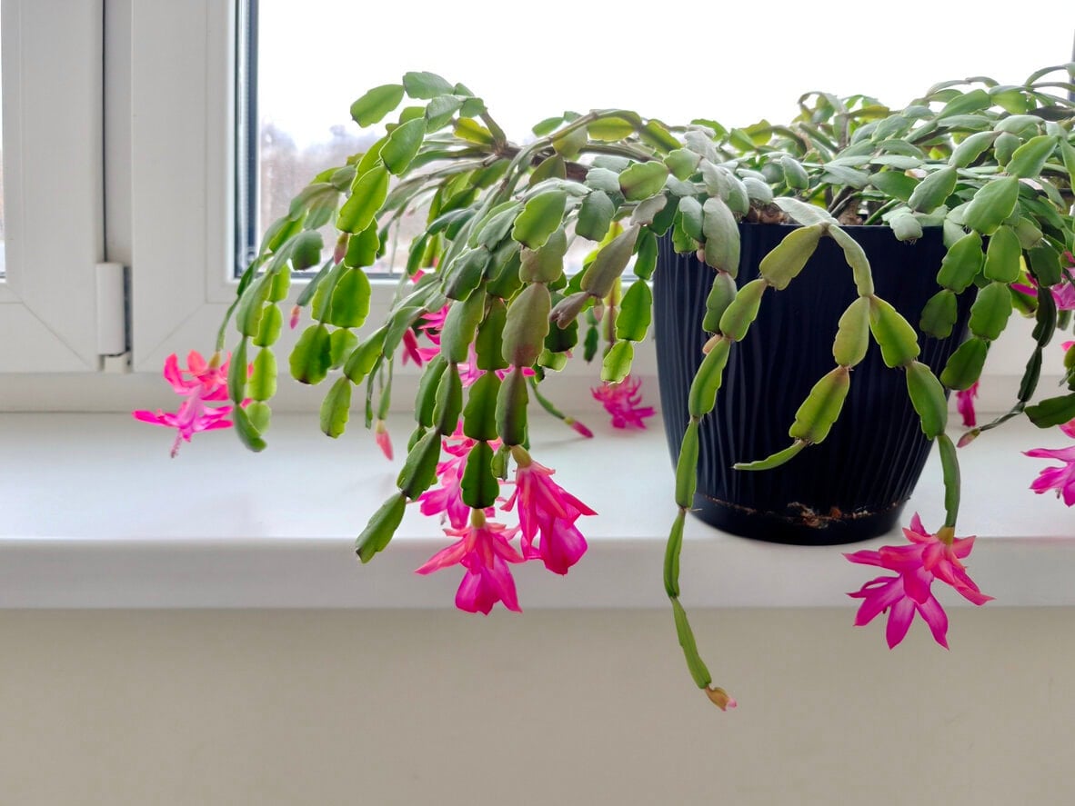 Christmas cactus