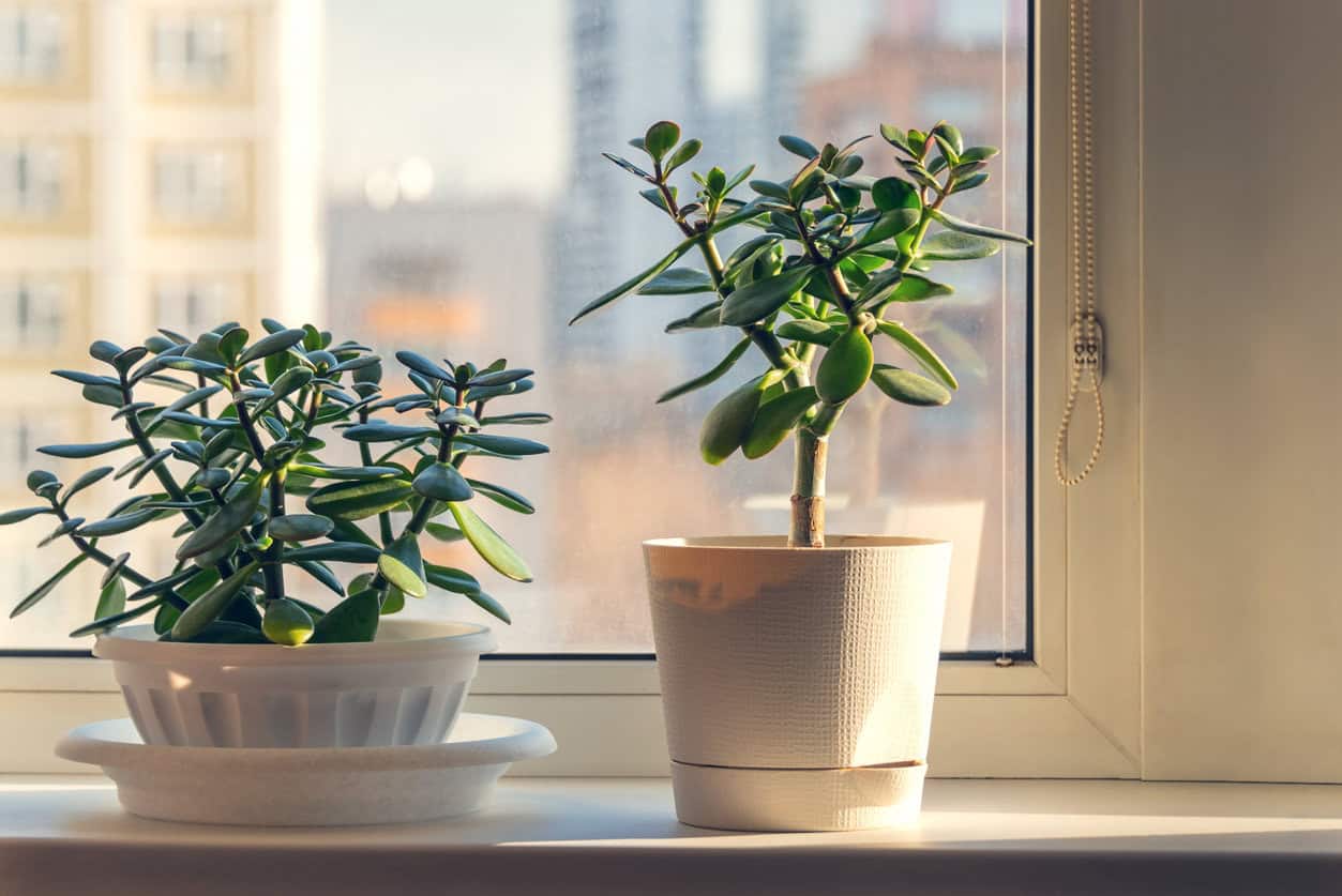 Jade Plant