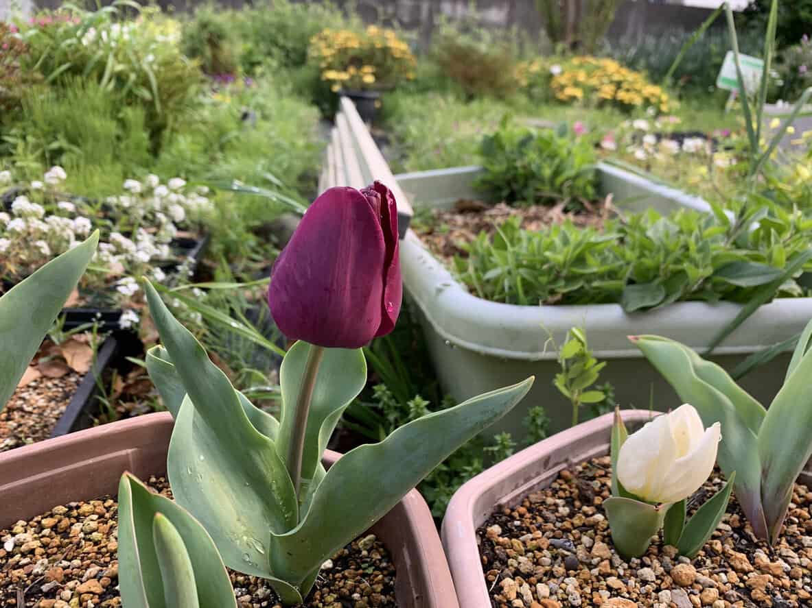 How To Grow Tulips In Pots: A Step-By-Step Guide For Stunning Blooms