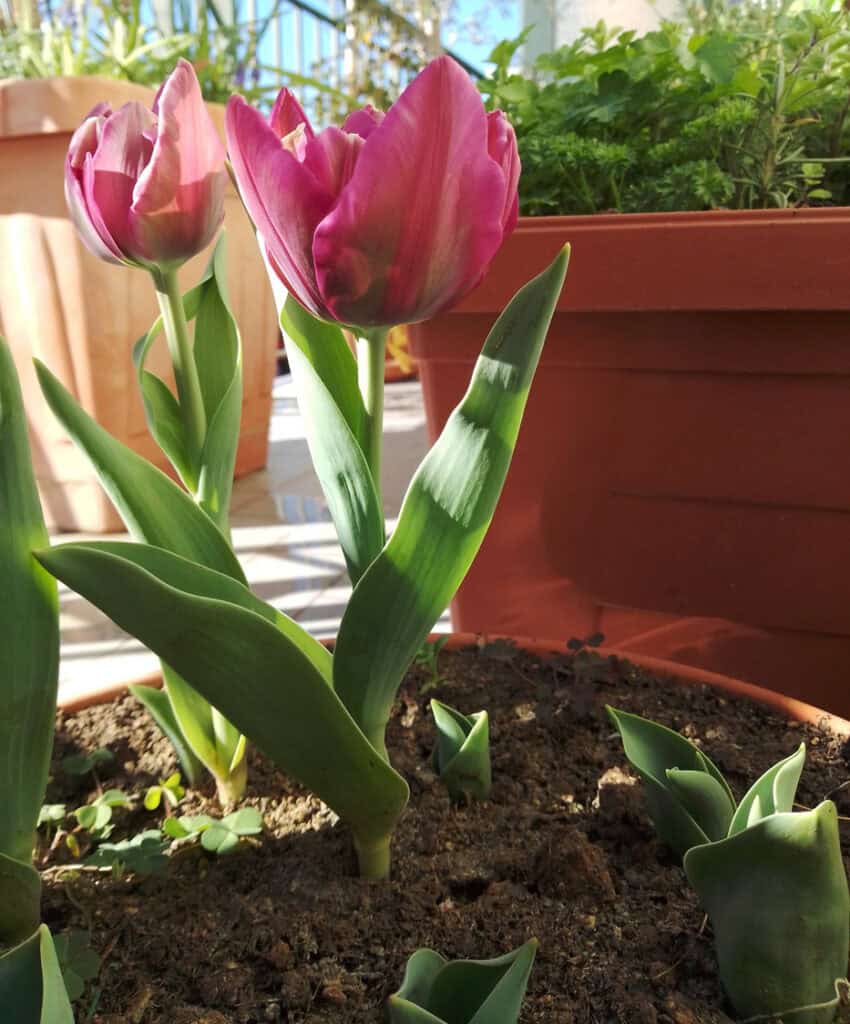 How To Grow Tulips In Pots: A Step-By-Step Guide For Stunning Blooms