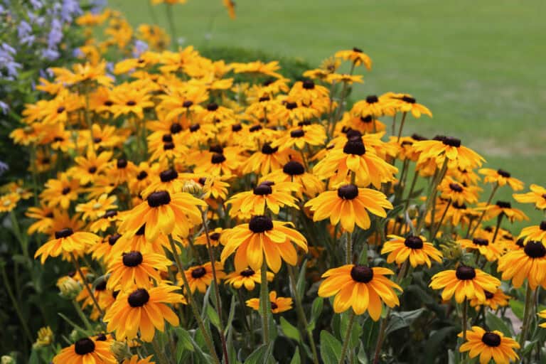 11 Plants That Will Attract Dragonflies To Your Garden This Spring