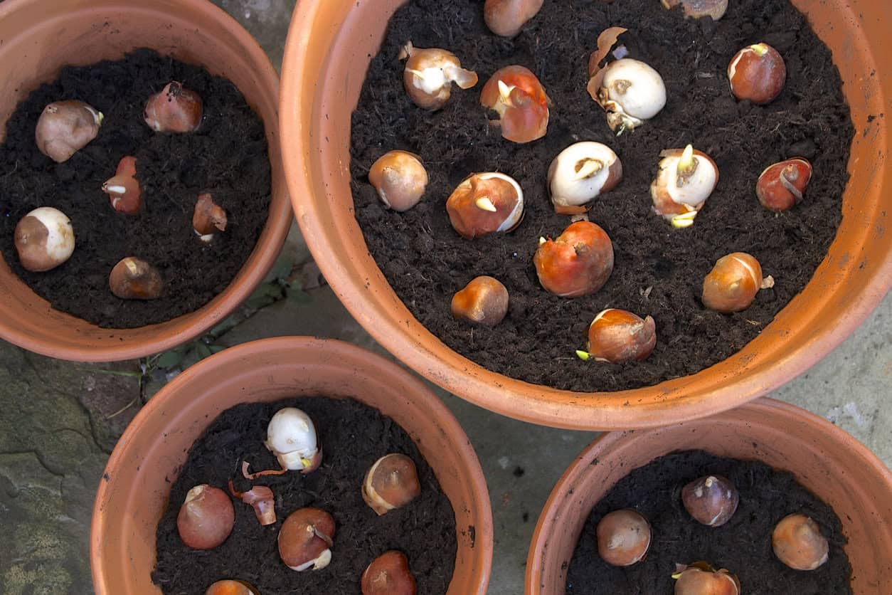 How To Grow Tulips In Pots A Step By Step Guide For Stunning Blooms