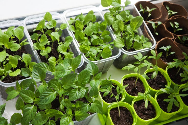 Indoor Seed Starting: The Best Crops To Start In January (Zones 1 To 10)