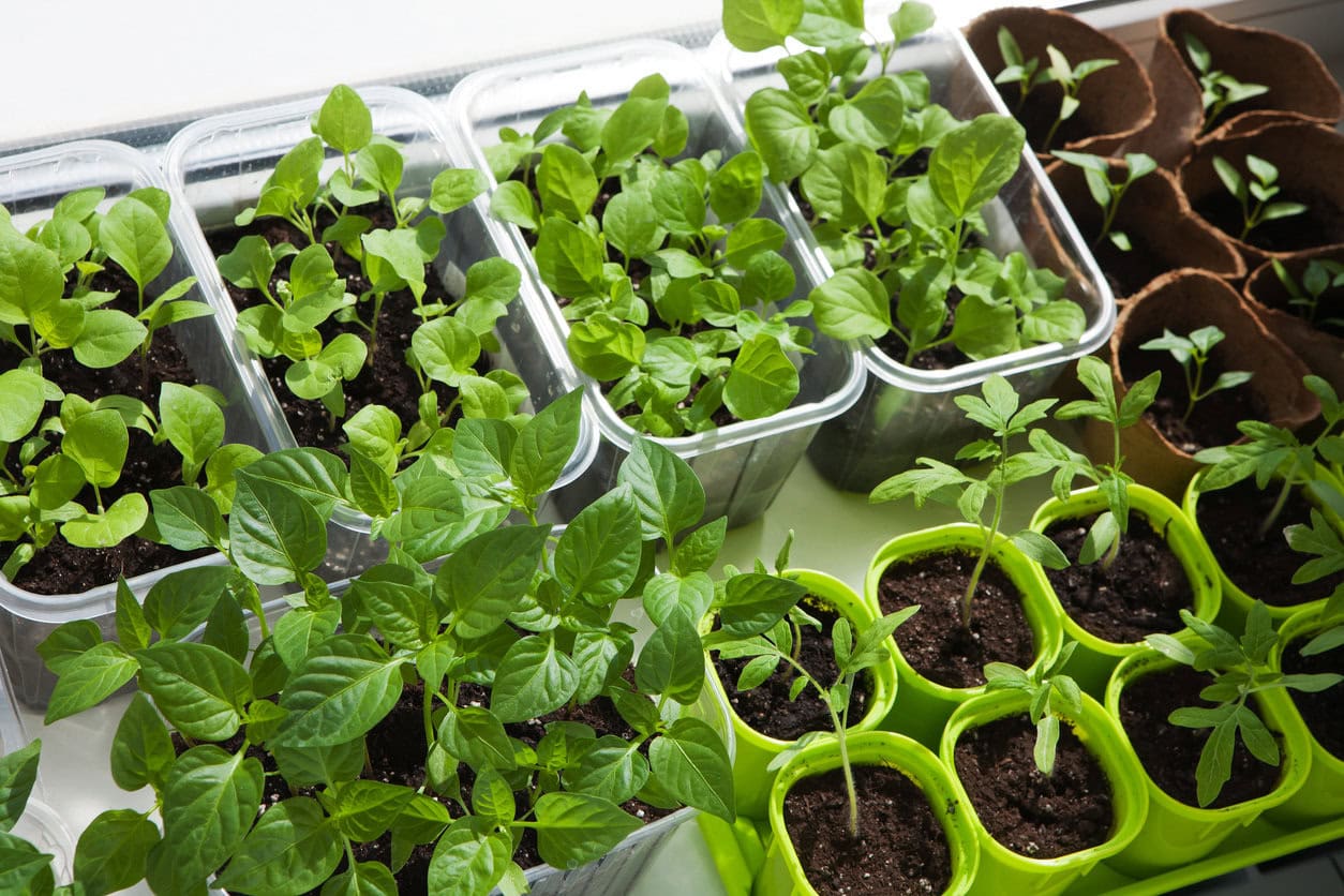 indoor seedlings