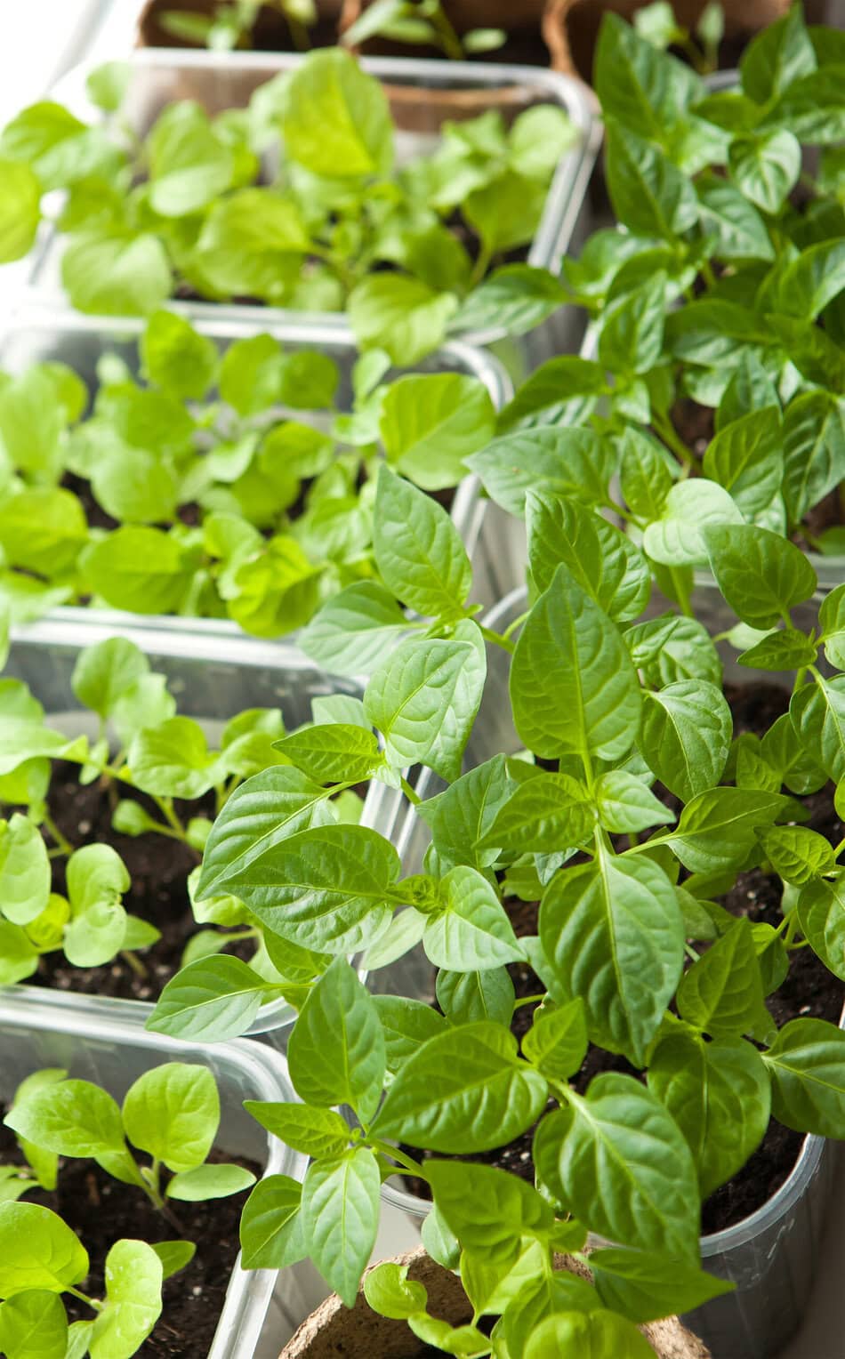 seedlings in plastic containers indoor
